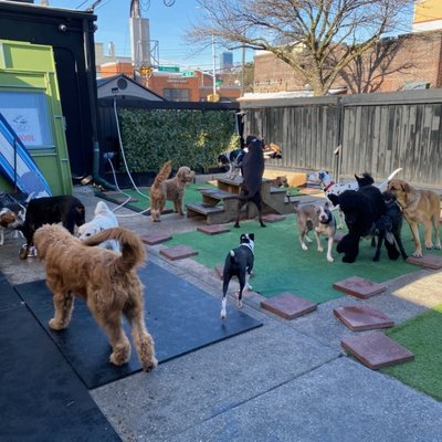 Vitality Health Pets