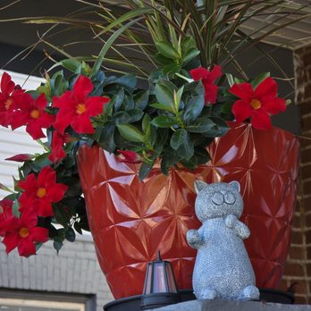 The Toebean Cat Cafe - Another flower next to a statue of a kitty. - Desserts Near Me - Roanoke, Virginia The Toebean Cat Cafe - Another flower next to a statue of a kitty. - Desserts Near Me - Roanoke, Virginia