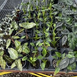 Larry's Nursery - Alocasia houseplants