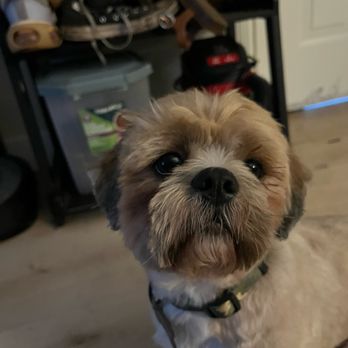 happy grooming - Pet Groomers Near Me - San Diego, California