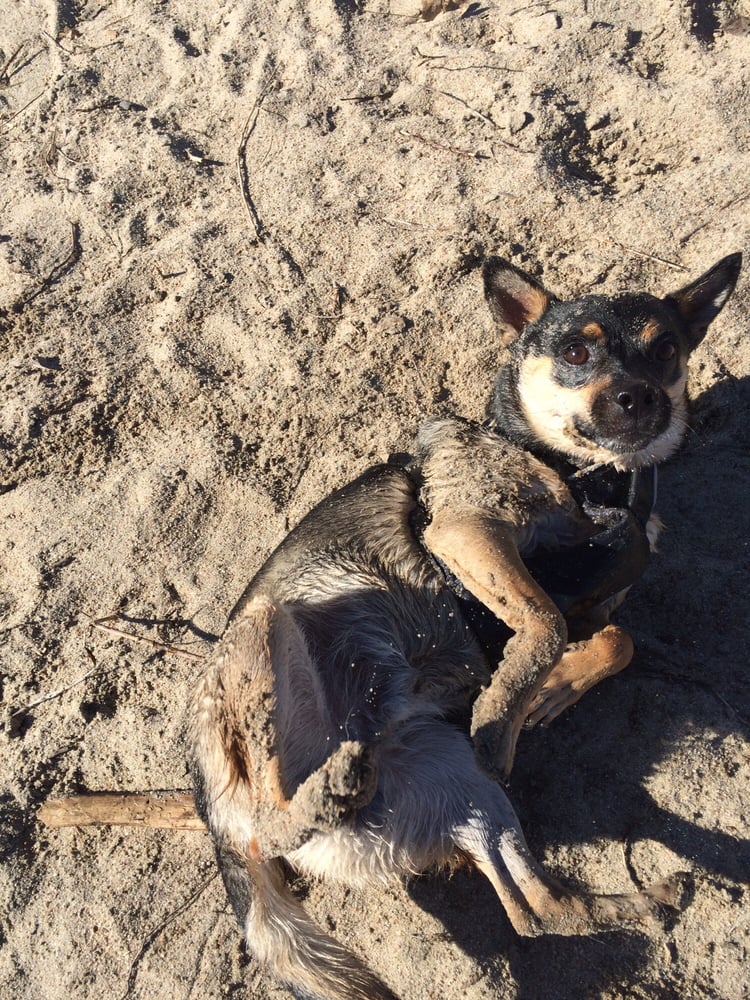 DOG ISLAND Updated October 2024 15 Photos 1534 W Husker Hwy, Grand Island, Nebraska Pet