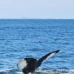 Newburyport Whale Watch