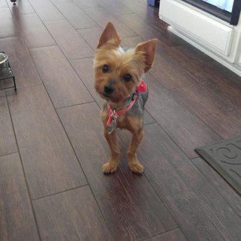 Ann's Pet Grooming - Ann's Pet Grooming did a wonderful job with my Yorkie. - Pet Groomers Near Me - Brea, California Ann's Pet Grooming - Ann's Pet Grooming did a wonderful job with my Yorkie. - Pet Groomers Near Me - Brea, California