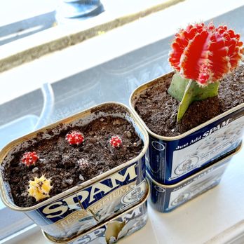 Star Poke - Cute succulents - Poke Near Me - Shoreline, Washington