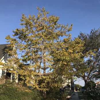 LB Holistic Tree - Tree Services Near Me - Long Beach, California