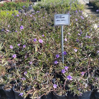 Paramount Nursery - Nurseries & Gardening Near Me - Los Angeles, California