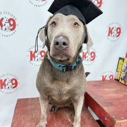 Good Citizen k9 - Dog graduation