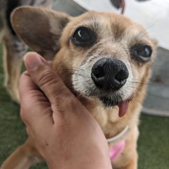 The Boozy Bark - Pixie begging for pets - Pet Boarding Near Me - San Marcos, Texas The Boozy Bark - Pixie begging for pets - Pet Boarding Near Me - San Marcos, Texas