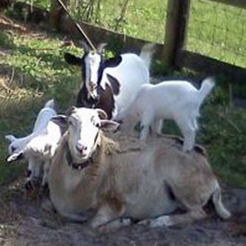 Critter Caravan - Petting Zoos Near Me
