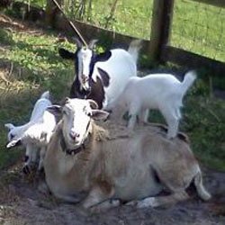 Critter Caravan