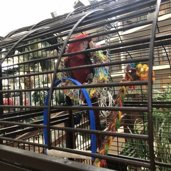 Quality Inn Oceanfront - Birds in the Atrium - Hotels Near Me - Ocean City, Maryland