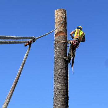 LA Arbor Care - Tree Services Near Me - Winnetka, California