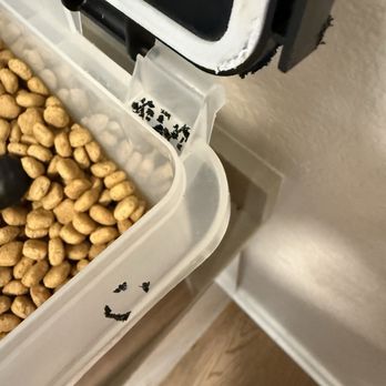 ASAP Rodent Exclusion Pro - They tried to get into my dog's bombproof dog food bin. - Pest Control Near Me - San Francisco, California ASAP Rodent Exclusion Pro - They tried to get into my dog's bombproof dog food bin. - Pest Control Near Me - San Francisco, California