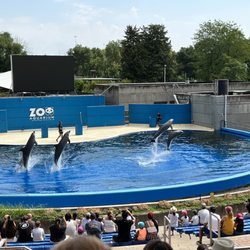 Zoo Aquarium de Madrid - Dolphin show