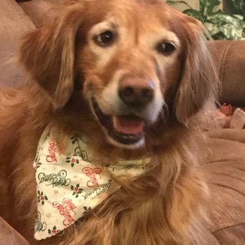 Grubby Dogs - Scared of everything except going to get a bath with Nicole.  So glad I found Grubby Dogs.  They make us Beautiful dogs. - Pet Groomers Near Me - Murrieta, California