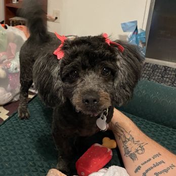 Fluffy Dog Grooming - Small black mini poodle mix with cute pink ear bows after a haircut - Pet Groomers Near Me - Katy, Texas Fluffy Dog Grooming - Small black mini poodle mix with cute pink ear bows after a haircut - Pet Groomers Near Me - Katy, Texas