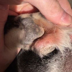 Paw was cut