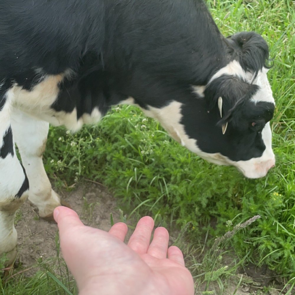 Happy cows right outside
