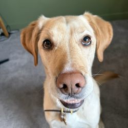 Dog Oasis