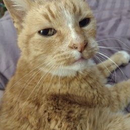 Baker, my 20 yo man kitteh. This is his, 'if you can't pet me while doing it, I'm pretty sure it's not worth doing," look.