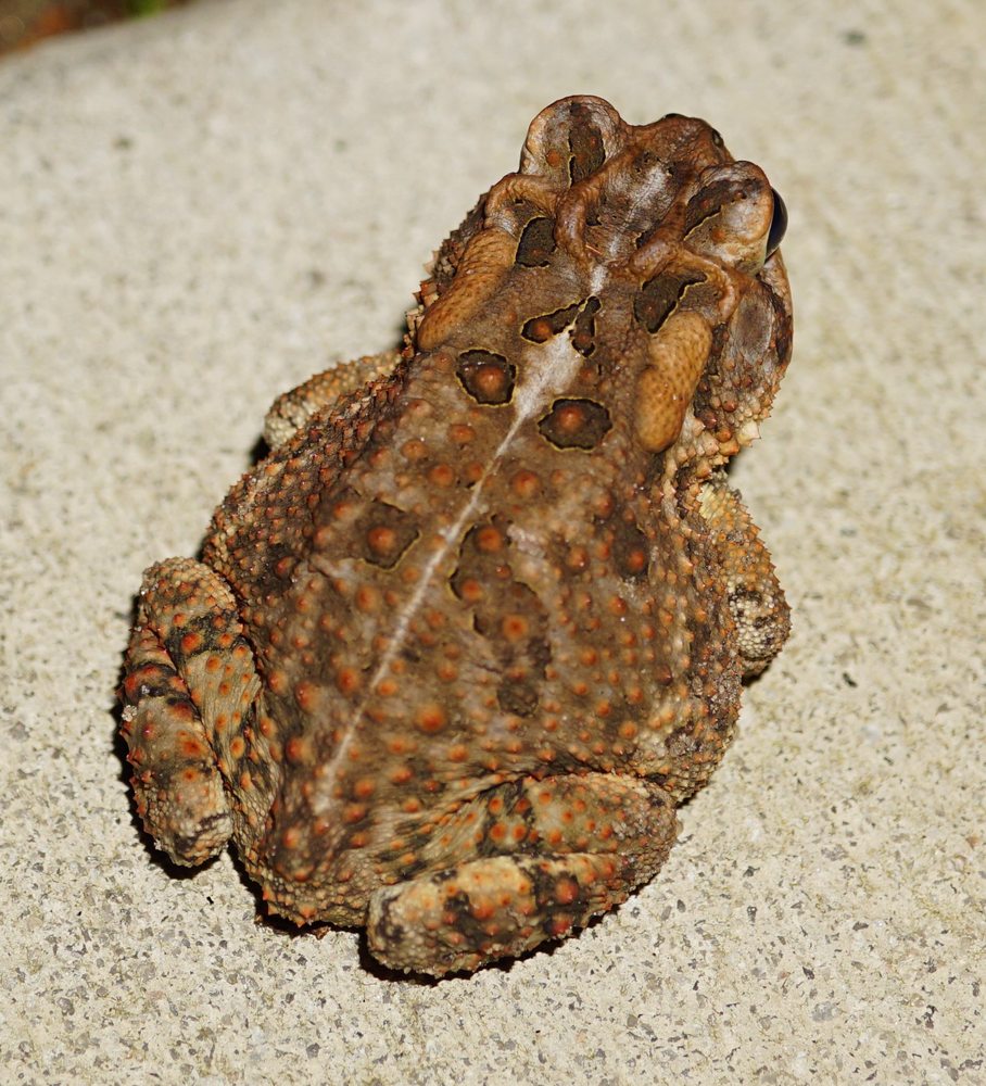 BALDWIN PLACE APARTMENTS Updated May 2024 701 W Baldwin St, Maxton