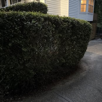 TruGreen Lawn Care - Huge bare spots in shrubs and dead at the base. - Lawn Services Near Me - Theodore, Alabama TruGreen Lawn Care - Huge bare spots in shrubs and dead at the base. - Lawn Services Near Me - Theodore, Alabama