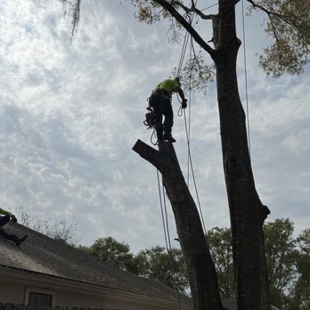 Beavers Tree Professionals - Tree Services Near Me - Salt Springs, Florida Beavers Tree Professionals - Tree Services Near Me - Salt Springs, Florida