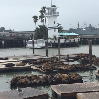 PIER 39 - Stinky barking seals. - Shopping Centers Near Me - San Francisco, California PIER 39 - Stinky barking seals. - Shopping Centers Near Me - San Francisco, California