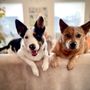 Photo of Auseez Dog Training