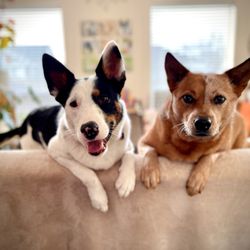 Auseez Dog Training - Well behaved dogs are happy dogs! Australian Cattle Dogs. Auseez Dog Training.