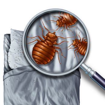 Taylor Termite & Pest Control - We offer 100% effective Heat Treatments! Call us today for a free bed bug inspection! - Pest Control Near Me - Salisbury, Maryland Taylor Termite & Pest Control - We offer 100% effective Heat Treatments! Call us today for a free bed bug inspection! - Pest Control Near Me - Salisbury, Maryland