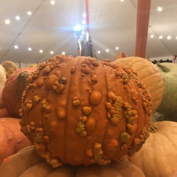 Pumpkin Station - Found my pumpkin!! - Pumpkin Patches Near Me - Del Mar, California