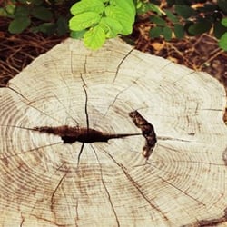 Hills Tree Service