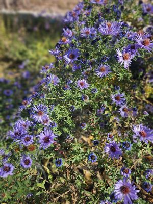 Red Butte Garden and Arboretum by null