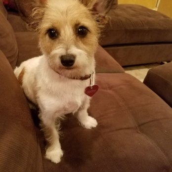 Perfect Pups Spa - That Face tho!! - Pet Groomers Near Me - Simi Valley, California Perfect Pups Spa - That Face tho!! - Pet Groomers Near Me - Simi Valley, California