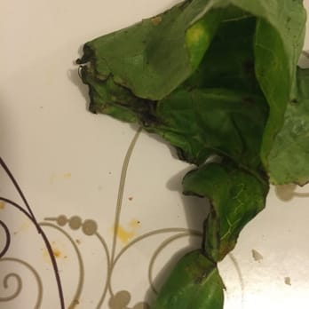 San Carlos - La lechuga en una ensalada de Delivery en Pizzeria San Carlos... - Pizza Near Me - Buenos Aires, C