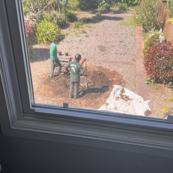 The Dog Professional Tree Service - During tree stump removal - Tree Services Near Me The Dog Professional Tree Service - During tree stump removal - Tree Services Near Me