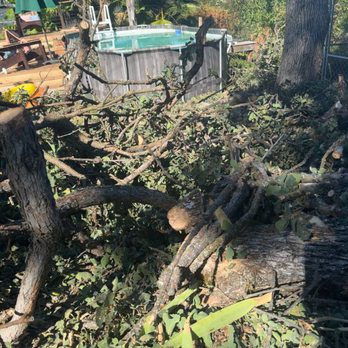 B&G Tree Service - Tree Services Near Me - Clearlake , California B&G Tree Service - Tree Services Near Me - Clearlake , California