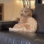 Photo of Sierra Vista Labradoodles & Goldendoodles