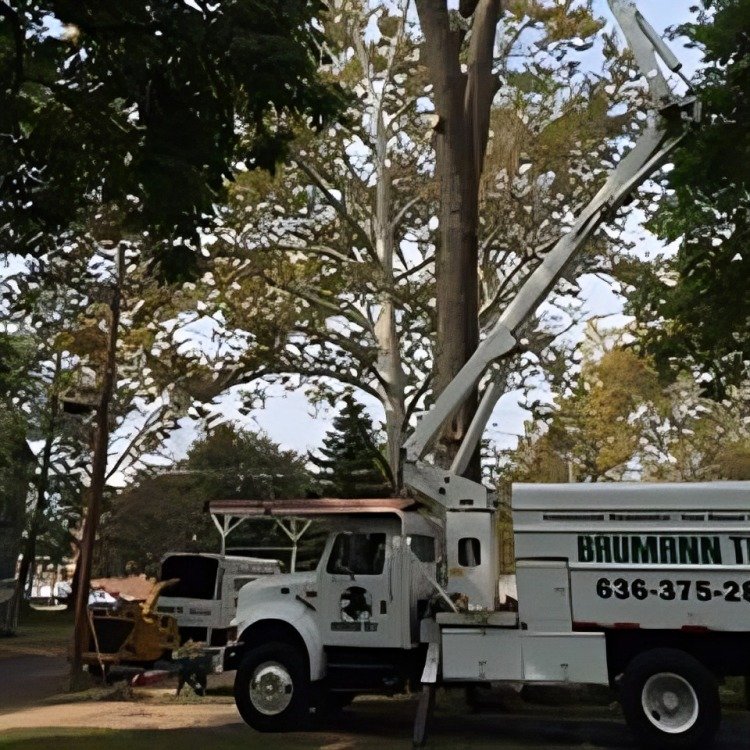 Baumann Tree - tree service in Fenton, MO
