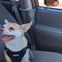 Bambi Chihuahua mutt Bambi Chihuahua mutt