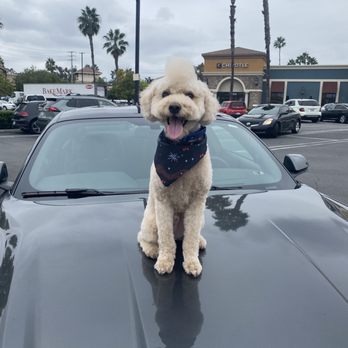 Jasmine Pet Grooming - Pet Groomers Near Me - Brea, California