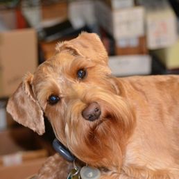 Schneider the Schnauzer.... Schneider the Schnauzer....