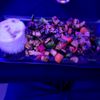 Blu Gin Restaurant & Lounge gift card