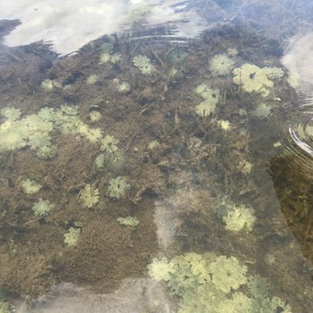 Kayak Adventures Key West - Upside down jellyfish. Grows algae on their tentacles to eat. - Rafting/Kayaking Near Me - Key West, Florida Kayak Adventures Key West - Upside down jellyfish. Grows algae on their tentacles to eat. - Rafting/Kayaking Near Me - Key West, Florida