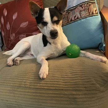 Raise the Woof - Pet Training Near Me Raise the Woof - Pet Training Near Me