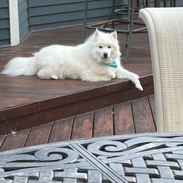 An example of how Everything Dog has groomed my dog in the past. We were very happy with this experience and result. - A white, fluffy dog with a blue bandana is resting on a wooden deck outside a house, near patio furniture.