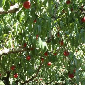 Battleview Orchards - Pick Your Own Farms Near Me - Freehold, New Jersey