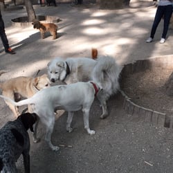Parque de Perros