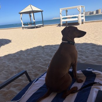 Peñasco del Sol - Dog friendly beachside cabanas and parasols - Hotels Near Me - Puerto Peñasco, SON